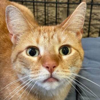 Domestic Short Hair Cats Available for Adoption in Jackson, Michigan - Thor | PetCurious