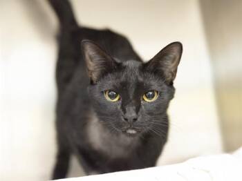 NIA -  Domestic Short Hair Cat for Adoption in Phoenix, Arizona - NIA | PetCurious