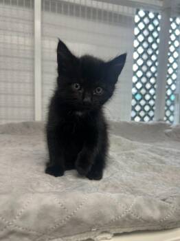 Domestic Short Hair Cats Available for Adoption in Brookings, Oregon - Jinx | PetCurious