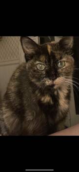 Rescue Tortoiseshell Cats for Adoption in Waveland, Indiana - Bambi | PetCurious