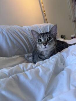 Rescue Tabby and Bengal Cats for Adoption in Beverly Hills, California - Sassy | PetCurious