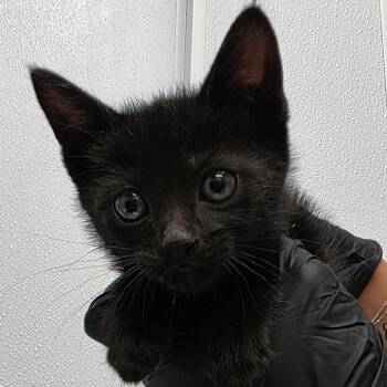 Domestic Short Hair Cats Available for Adoption in Abilene, Texas - Bop It | PetCurious