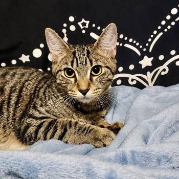 Zippo -  Domestic Short Hair Cat for Adoption in Richmond, Virginia - Zippo | PetCurious