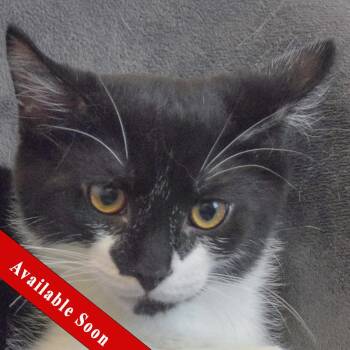 Diablo -  Tuxedo and Domestic Short Hair Cat for Adoption in Huntley, Illinois - Diablo | PetCurious