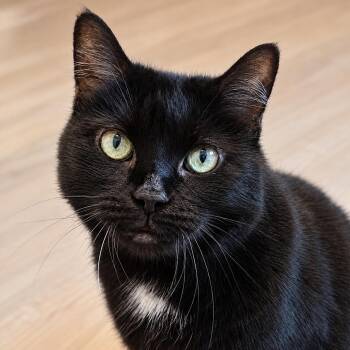 Gladys -  Domestic Short Hair Cat for Adoption in Pontiac, Michigan - Gladys | PetCurious