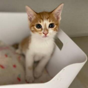 JACKIE -  Domestic Short Hair Cat for Adoption in Aurora, Colorado - JACKIE | PetCurious