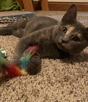 Rescue Dilute Calico and Domestic Short Hair Cats for Adoption in Plain City, Ohio - Soot Sprite, Aka Sooty | PetCurious
