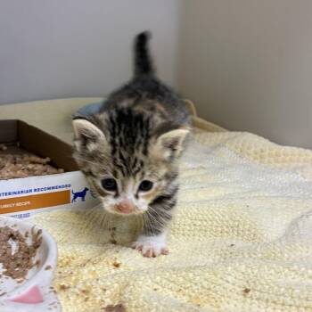 72584 -  Domestic Short Hair Cat for Adoption in Harrisonburg, Virginia - 72584 | PetCurious