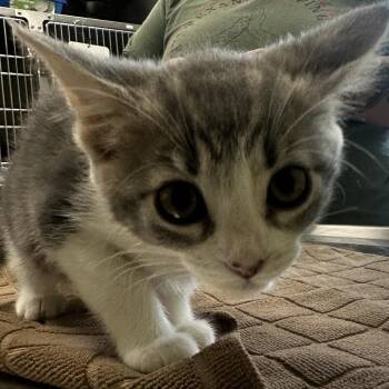 MINKEE -  Domestic Short Hair Cat for Adoption in Kyle, Texas - MINKEE | PetCurious