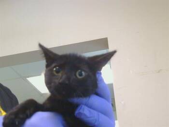 A924140 -  Domestic Medium Hair Cat for Adoption in Sacramento, California - A924140 | PetCurious