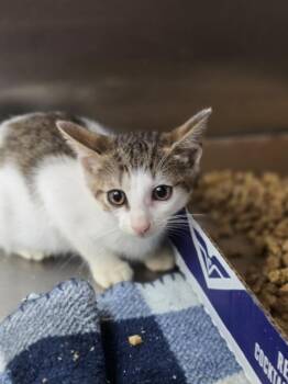 Bernadette -  Domestic Short Hair Cat for Adoption in Danielsville, Georgia - Bernadette | PetCurious