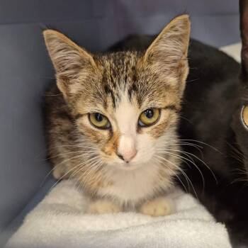 Cricket -  Domestic Short Hair Cat for Adoption in Chattanooga, Tennessee - Cricket | PetCurious