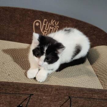 Domestic Short Hair Cats Available for Adoption - Umber | PetCurious