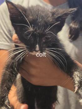 Colt -  Domestic Short Hair Cat for Adoption in Cambridge, Maryland - Colt | PetCurious