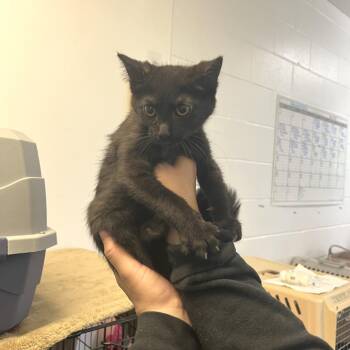 Chapel -  Domestic Short Hair Cat for Adoption in Albert Lea, Minnesota - Chapel | PetCurious