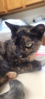 Rescue Domestic Short Hair Cats for Adoption in Oviedo, Florida - Cassie | PetCurious