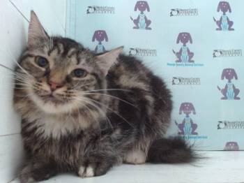 Rescue Domestic Short Hair Cats for Adoption in Orlando, Florida - RUBY | PetCurious