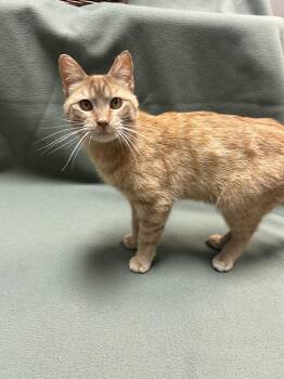 Domestic Short Hair Cats Available for Adoption in Waterloo, Iowa - Spruce | PetCurious
