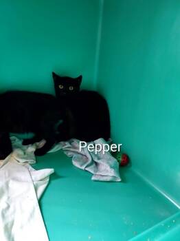 Pepper -  Domestic Short Hair Cat for Adoption in Pine Grove, Pennsylvania - Pepper | PetCurious