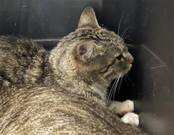 Domestic Short Hair Cats Available for Adoption in Derwood, Maryland - RAQUI | PetCurious