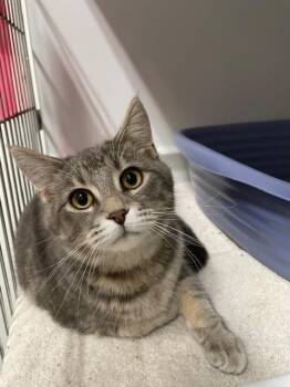 Domestic Short Hair Cats Available for Adoption - Justin | PetCurious