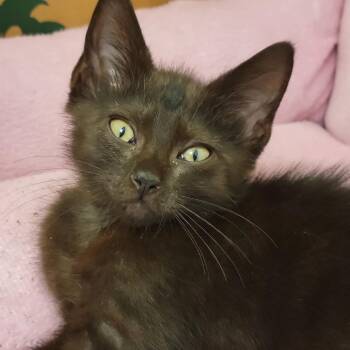 Eggroll -  Domestic Short Hair Cat for Adoption in Sarasota, Florida - Eggroll | PetCurious