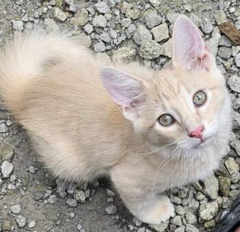 Mr. Bean -  Domestic Medium Hair Cat for Adoption in Maineville, Ohio - Mr. Bean | PetCurious