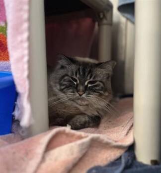 Riga -  Domestic Medium Hair and Domestic Short Hair Cat for Adoption in Montreal, Quebec - Riga | PetCurious