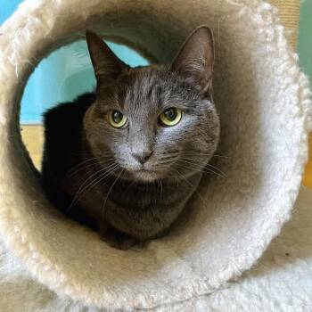 Paisley -  Domestic Short Hair Cat for Adoption in Hudson, New York - Paisley | PetCurious
