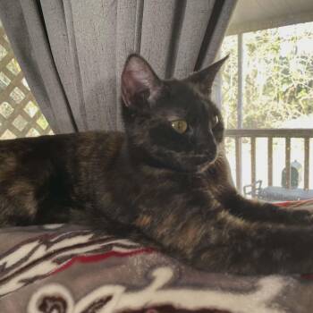 Vinegar -  Tortoiseshell and Domestic Short Hair Cat for Adoption in Gladstone, Oregon - Vinegar | PetCurious