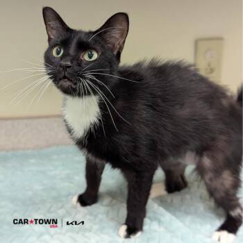 Rescue Domestic Short Hair Cats for Adoption in Lexington, Kentucky - Cosmo Slim | PetCurious