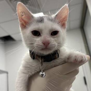 Jasper -  Domestic Short Hair Cat for Adoption in Bentonville, Arkansas - Jasper | PetCurious