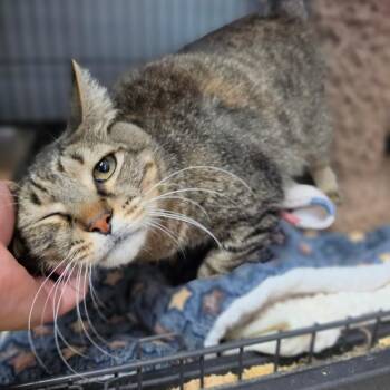 Figaro - Chino Hills Location -  Domestic Short Hair Cat for Adoption in Chino Hills, California - Figaro - Chino Hills Location | PetCurious