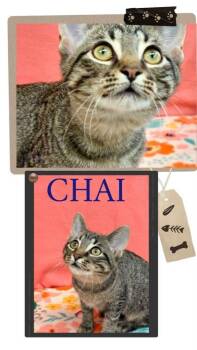Chai -  Domestic Short Hair Cat for Adoption in Hobart, Indiana - Chai | PetCurious
