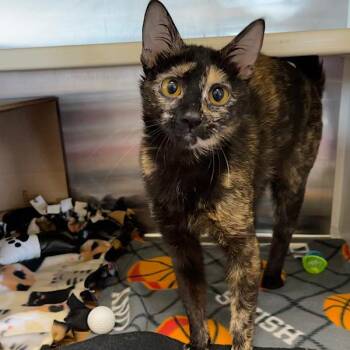 Domestic Short Hair Cats Available for Adoption - Bean -- Bonded Buddy With Lynxy & Merlin | PetCurious