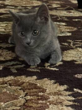 Stormie -  Russian Blue and Domestic Short Hair Cat for Adoption in Timonium, Maryland - Stormie | PetCurious