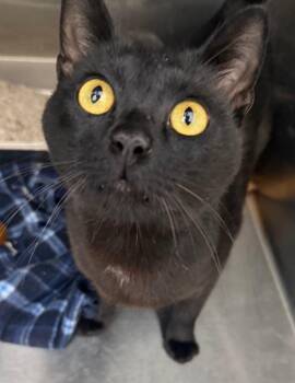 Grug -  Domestic Short Hair Cat for Adoption in Hartsville, South Carolina - Grug | PetCurious
