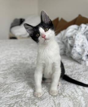 Dino Flintstone -  Domestic Short Hair Cat for Adoption in Fort Lupton, Colorado - Dino Flintstone | PetCurious