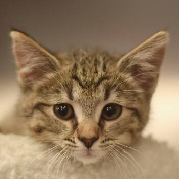 Almond -  Domestic Short Hair Cat for Adoption in Belleville, Illinois - Almond | PetCurious