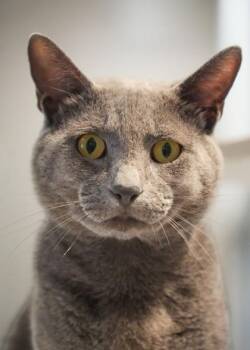 Lou 64091 -  Domestic Short Hair Cat for Adoption in Aiken, South Carolina - Lou 64091 | PetCurious