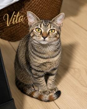 Vita (FCID# 07/22/2026 0 60 Btookhaven PS event) -  Tabby Cat for Adoption in Greenville, Delaware - Vita (FCID# 07/22/2026 0 60 Btookhaven PS Event) | PetCurious