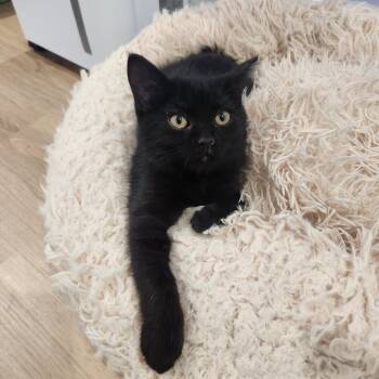 Rescue Domestic Short Hair Cats for Adoption in Portage, Michigan - Enid | PetCurious