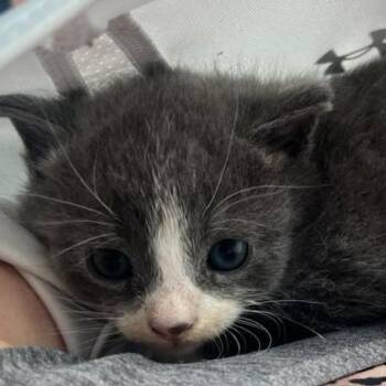 Earl -  Domestic Short Hair Cat for Adoption in Winchester, Virginia - Earl | PetCurious