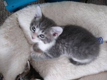 Cookie -  Domestic Short Hair Cat for Adoption in Heathsville, Virginia - Cookie | PetCurious
