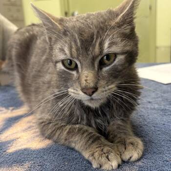 Domestic Short Hair Cats Available for Adoption - Whiskey | PetCurious