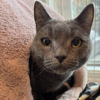 Rescue Domestic Short Hair Cats for Adoption in Wells, Maine - Benson | PetCurious