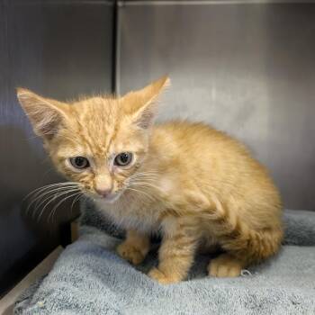 Finger Lakes 10/7 kitten 1 -  Domestic Short Hair Cat for Adoption in Columbia, Missouri - Finger Lakes 10/7 Kitten 1 | PetCurious