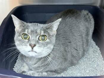 KIKI -  Domestic Short Hair Cat for Adoption in Ames, Iowa - KIKI | PetCurious