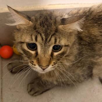 Ralphie -  Domestic Long Hair Cat for Adoption in Las Vegas, Nevada - Ralphie | PetCurious
