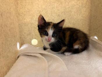 DIVA -  Domestic Short Hair Cat for Adoption in Tustin, California - DIVA | PetCurious